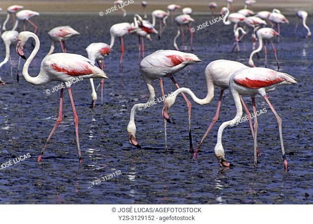 Pink flamingos (Phoenicopterus ruber roseus) in the Lagoon of Fuente de Piedra Nature Reserve. Malaga province. Region of Andalusia. Spain. Europe