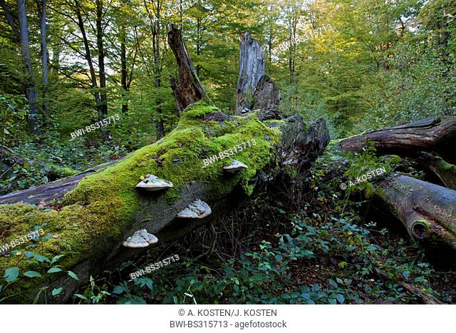 common beech (Fagus sylvatica), dead tree in Sababurg forest, Germany, Hesse, Reinhardswald
