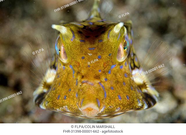 Thornback Cowfish (Lactoria fornasini) adult, swimming head-on, Lembeh Straits, Sulawesi, Sunda Islands, Indonesia, January