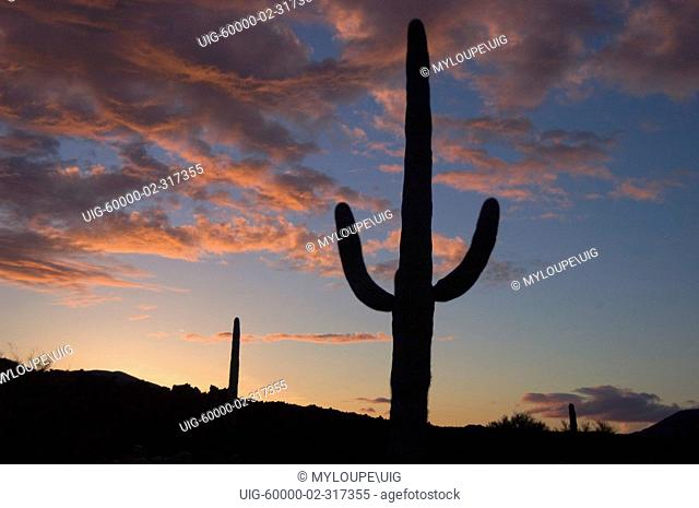 SAGUARO CACTUS Carnegiea gigantea silloutted by a sunset in SANORAN DESERT - PINACATE NATIONAL PARK, MEXICO