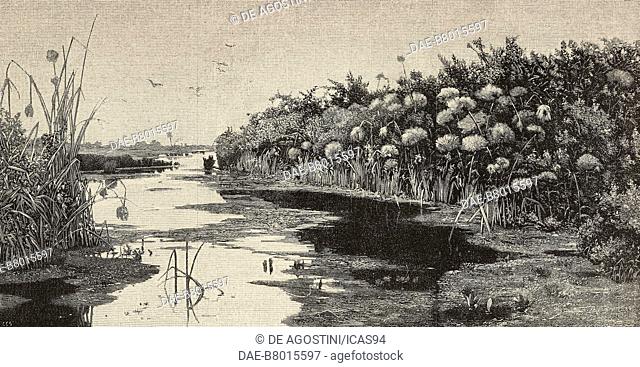 Vegetation along a river, The Anapo River with its papyri, engraving from a painting by Francesco Lojacono (1838-1915), from L'Illustrazione Italiana, year 19