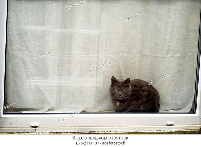 Cat looking into the street behind a window. England, UK, Europe