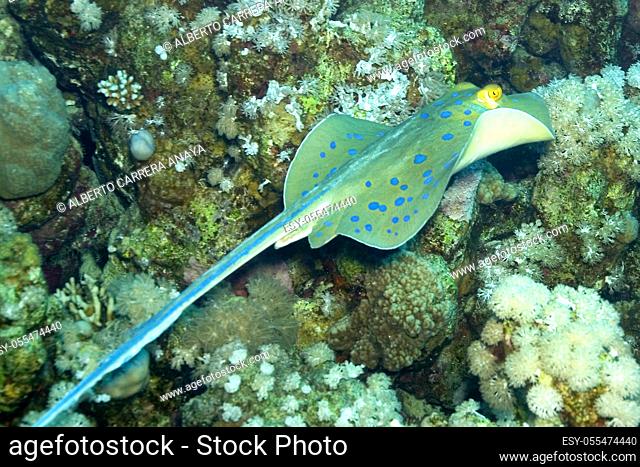 Blue spotted Ribbontail Ray, Taeniura lymma, Coral Reef, Red Sea, Egypt, Africa