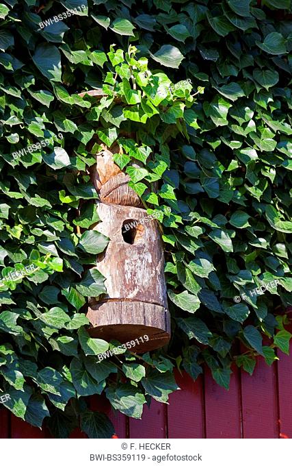 nesting box at wooden ivy-covered cladding, Germany