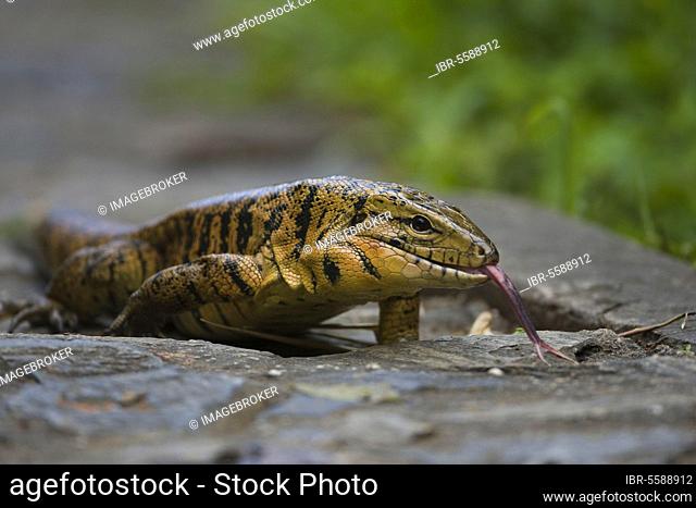 Common Tegu (Tupinambis teguixin) adult, flicking forked tongue, Trinidad, Trinidad and Tobago, april, Goldteju, gold tegu, Other animals, Reptiles, Animals