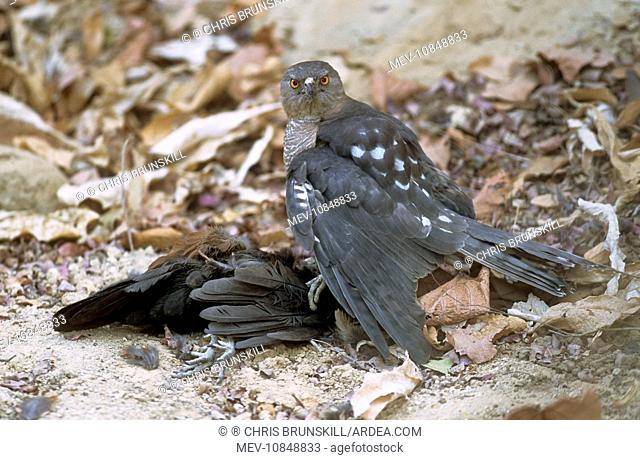 SHIKRA GOSHAWK - with prey (Accipter badius Accipiter badius). Ranthambhore National Park, India. Alternative spellings: Ranthambhor / Ranthambore / Ranthambor