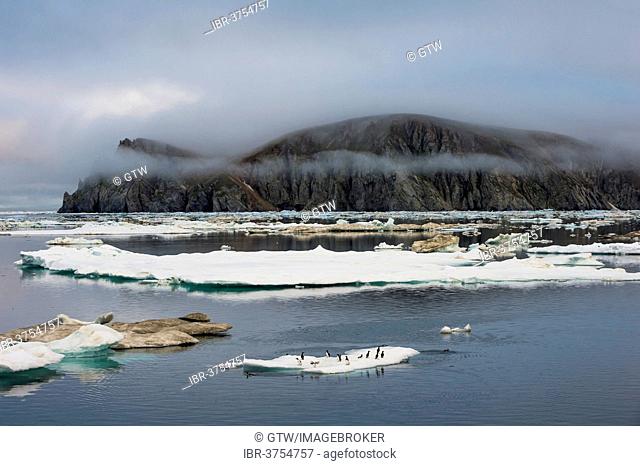 Thick-billed Murres or Bruennich's Guillemots (Uria lomvia) on ice floes off Wrangel Island, UNESCO World Heritage Site, Wrangel Island