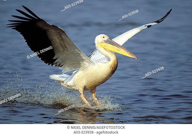 White Pelican, Pelecanus onocrotalis, Landing, Mkuze Game Reserve, KwaZulu-Natal, South Africa