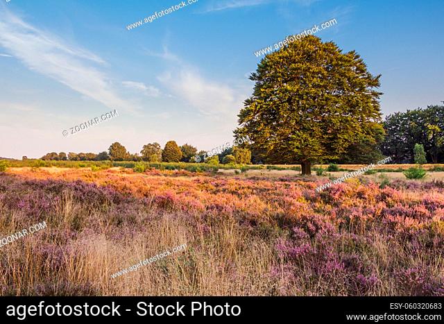 Flowering heather fields Veluwe National Park in the evening sun in the Netherlands