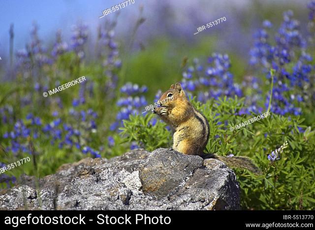 Adult Cascade golden-mantled ground squirrel (Spermophilus saturatus), feeding, sitting on a rock among lupines, Mount Rainier N. P
