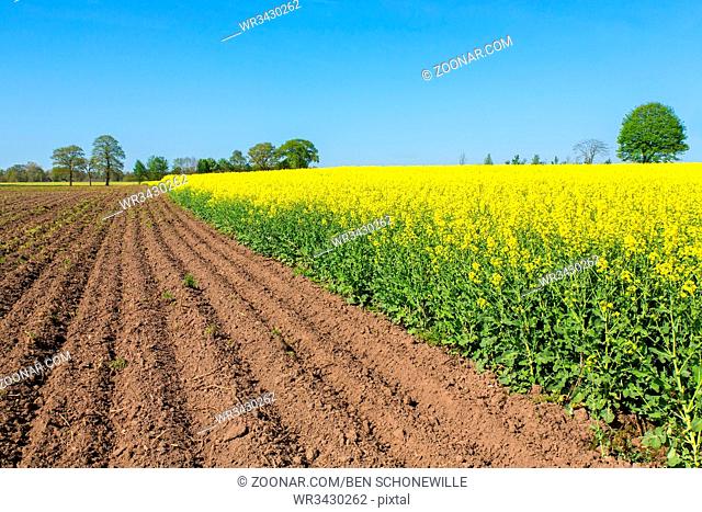 Landscape with plowed field and yellow flowering field of rapeseed plants