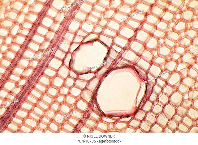 An abstract photomicrograph of a cross-section of a pine stem Pinus sylvestris showing the intricate cell structure and arrangement Magnification X100 Pine...