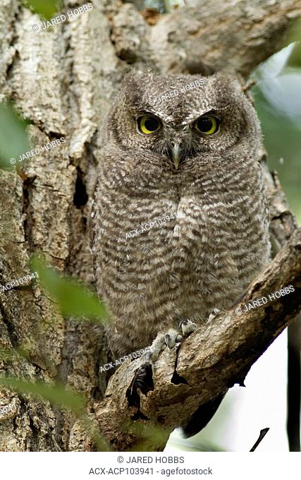 Western Screech Owl, Megascops kennicottii macfarlanei, Perched on a tree branch inLillooet, Okanagan, British Columbia, Canada