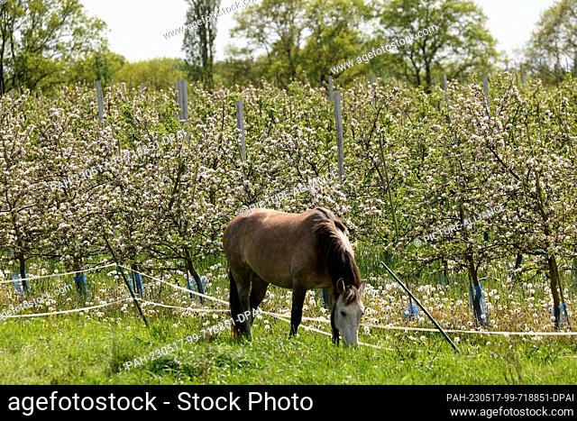 PRODUCTION - 16 May 2023, Mecklenburg-Western Pomerania, Gnoien: A horse grazes next to blossoming apple trees at the Schönemeyer fruit farm