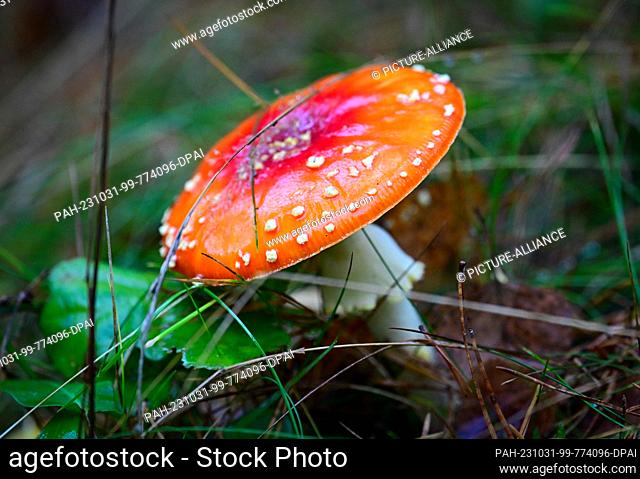 28 October 2023, Berlin: A mushroom with a reddish cap and white dots is growing in a meadow. Photo: Soeren Stache/dpa. - Berlin/Berlin/Germany