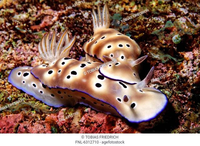 Two nudibranchs Risbecia tryoni, Kavieng, New Ireland, Papua New Guinea, underwater shot