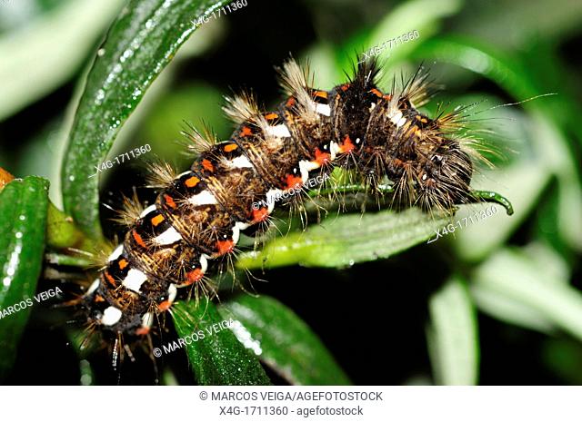 Knot Grass Moth Caterpillar Acronicta rumicis