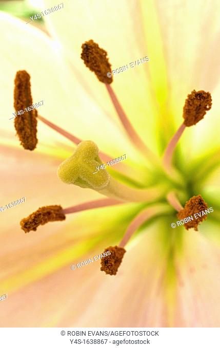Stamens protruding from a blooming Lilly flower