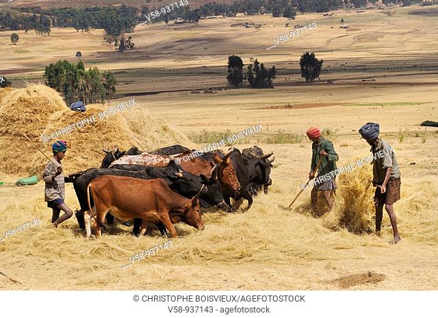 Amhara farmers threshing tef. Dejen region. Gojam province. Ethiopia