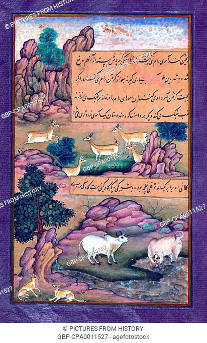 India: An illustration from the Baburnama. Animals of Hindustan - small deer and cows called g?n?