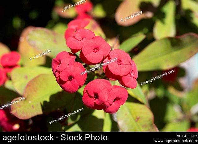 Crown of thorns or Christ thorn (Euphorbia milii) is a succulent shrub native to Madagascar. Flowered (cyathia) plant