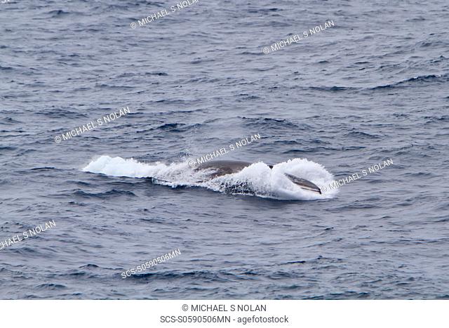 Adult Fin Whale Balaenoptera physalus power lunging in the Drake Passage between South America and the Antarctic Peninsula