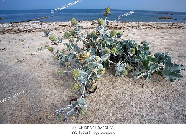 Sea Holly (Eryngium maritimum) and Sea Kale (Crambe maritima) on a beach Normandy, France