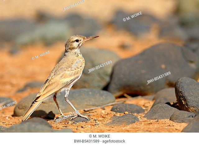 hoopoe lark, bifasciated lark (Alaemon alaudipes), juvenile bird stands on the ground, Cap Verde Islands, Boavista