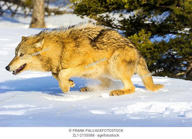 Grey Wolf Timber Wolf (Canis lupus), Bozeman, Montana, USA