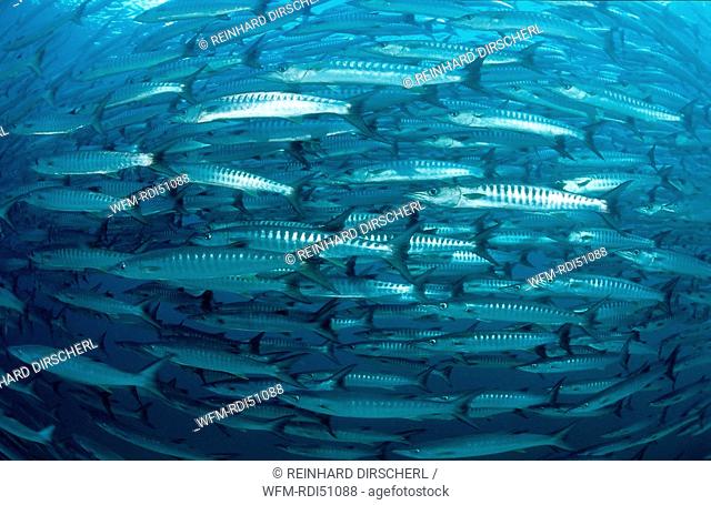 Blackfin barracuda, Sphyraena qenie, Pacific ocean Celebes Sea, Malaysia Borneo Sipadan