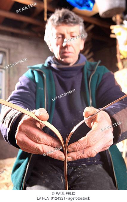 Craftsman making Oak swill baskets. Oak swill baskets are traditionally made in the Lake District. They are strong, durable