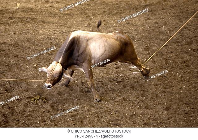 A bull struggles as it is pulled by the neck and feet by charros, unseen, at a charreria competition in Mexico City. Male rodeo competitors are 'Charros