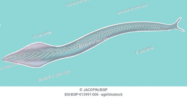 Illustration of a pikaia. It is a Burgess shale fossil cephalochordate which looked like a 5-10cms eel. The presence of myomeres and a chordate means that it is...