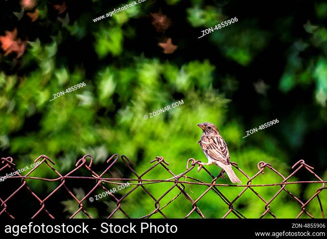 Sparrow on Wire. Small wild brown sparrow on fence. European Stonechat (Saxicola rubicola). House sparrow on barbed wire with beautiful bokeh