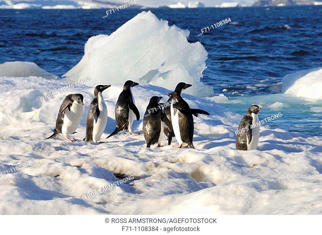 Adélie Penguins Pygoscelis adeliae  Paulet Island, Antarctic Peninsula