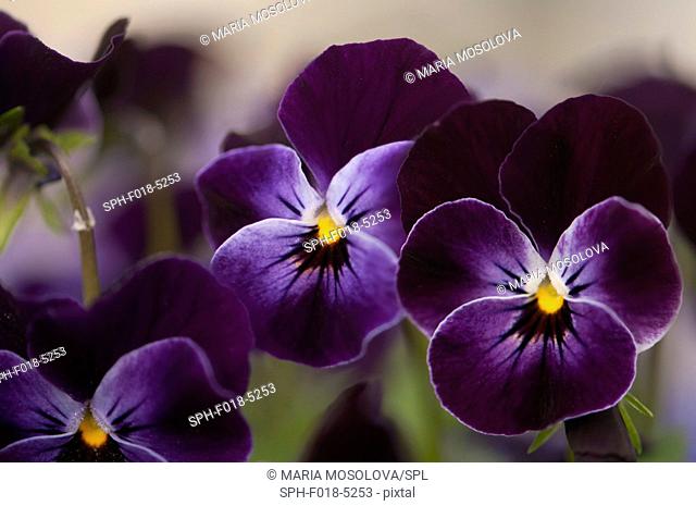 Dark Violet Blue Pansies (Viola cornuta Sorbet XP Delft Blue)