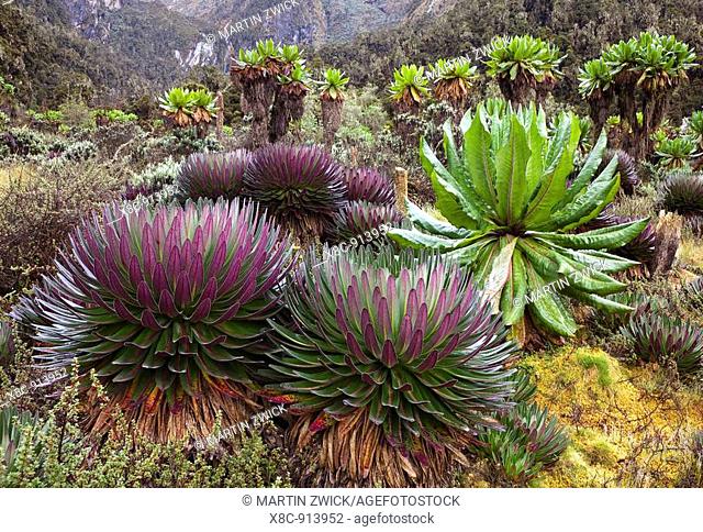 Giant Lobelia Lobelia bequaertii in the high mountains of the Rwenzoris  The Giant Lobelias of the Rwenzoris are especially adapted to the High level of UV...
