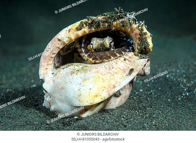 Coconut octopus, veined octopus (Amphioctopus marginatus), hiding in an empty brachiopod shell