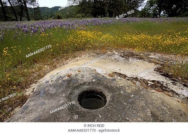 Native American mortar in sandstone, wildflower meadow, Los Padres National Forest, Merle Ranch, California