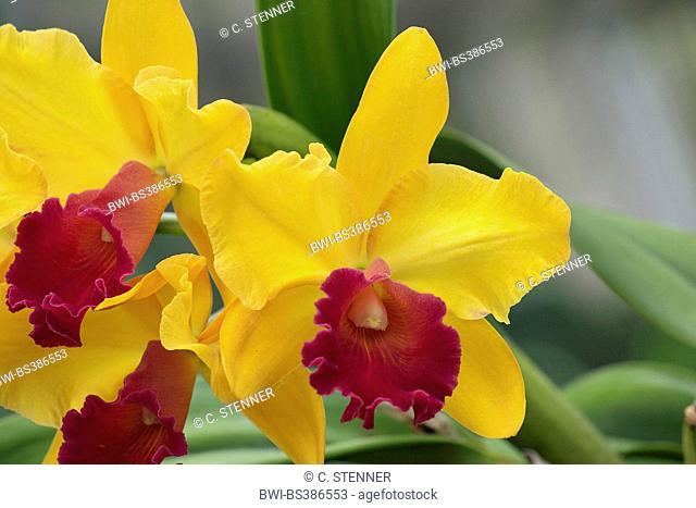Sophrolaeliocattleya (Sophrolaeliocattleya Sao Paolo var. Orchidglade), flowers
