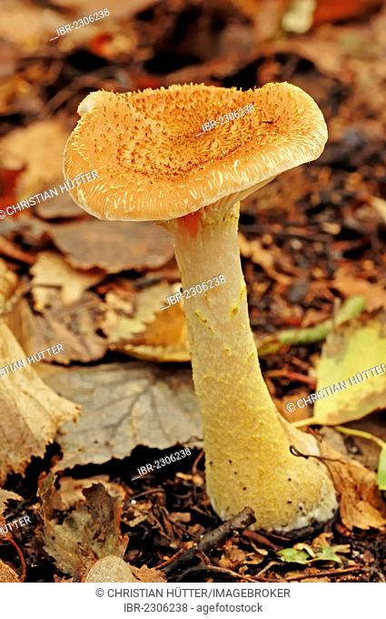Honey mushroom (Armillaria solidipes, Armillaria ostoyae), North Rhine-Westphalia, Germany, Europe