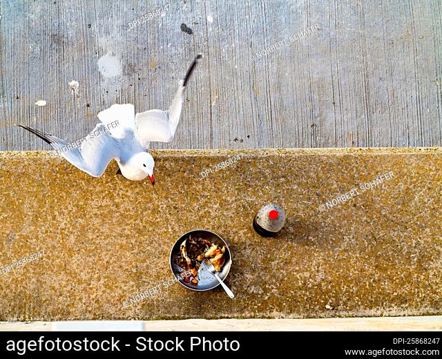 Overhead View of Seagull Attempting to Steal Food
