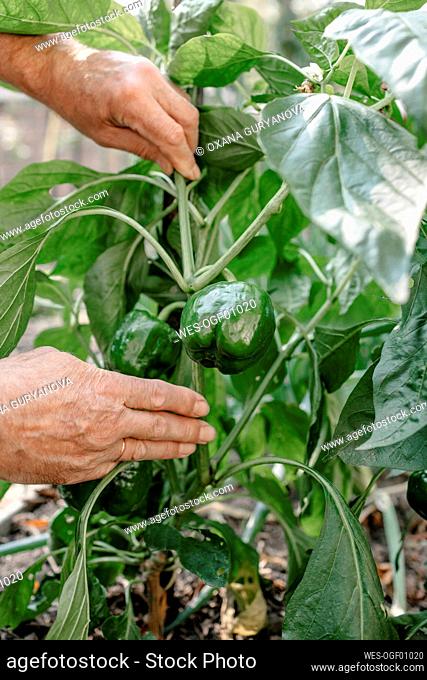 Senior man touching fresh plants in vegetable garden