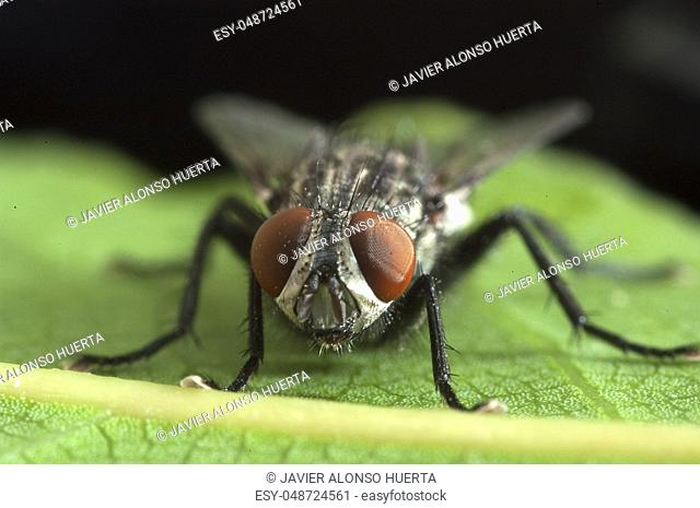 The House Fly (Musca domestica) close-up