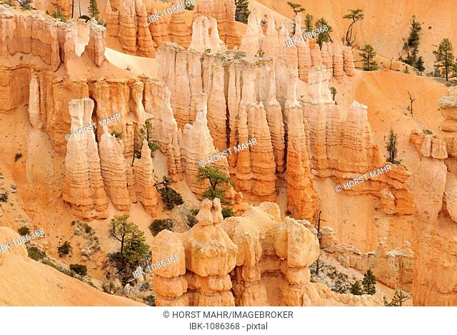 Limestone spires, known as Hoodoos, Bryce Canyon National Park, Utah, USA