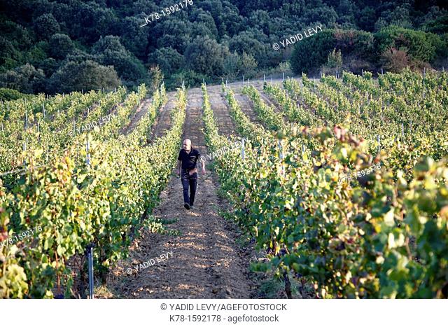 Vineyard at the Supramonte mountain range, Nuoro Province, Sardinia, Italy