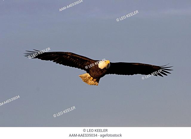 Bald Eagle flying on Kenai Peninsula, Alaska
