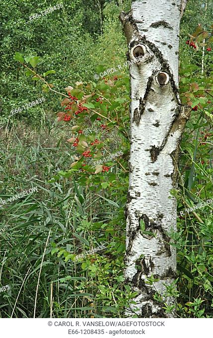 European white birch tree, betula alba, betulacae, and bush with red berries bos berries
