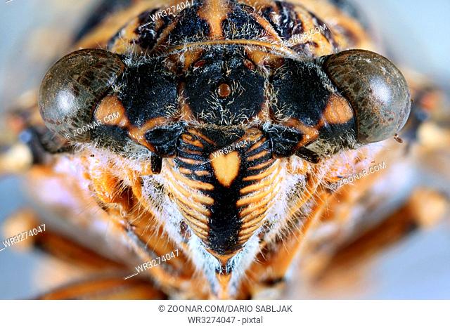 Macro Shoot if Cicada Orni Insect Head