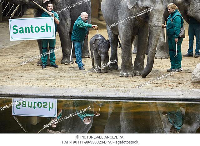 11 January 2019, Hamburg: Elephant keeper Michael Schmidt (M) names the baby elephant Santosh with coconut milk. Santosh's mother Lai Sinh (r)